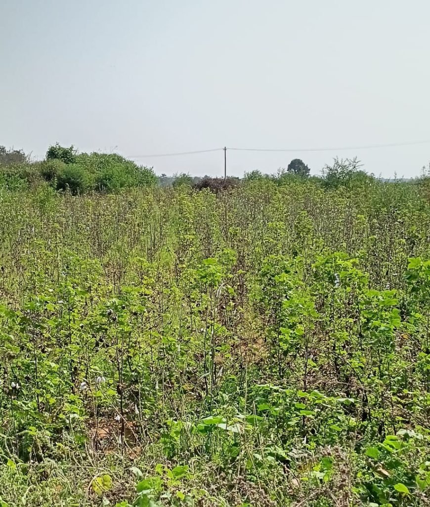 Thungathurthi cotton farmers : తుంగతుర్తిలో భారీ వర్షాలతో పత్తి రైతుల బతుకులు కకావికలం