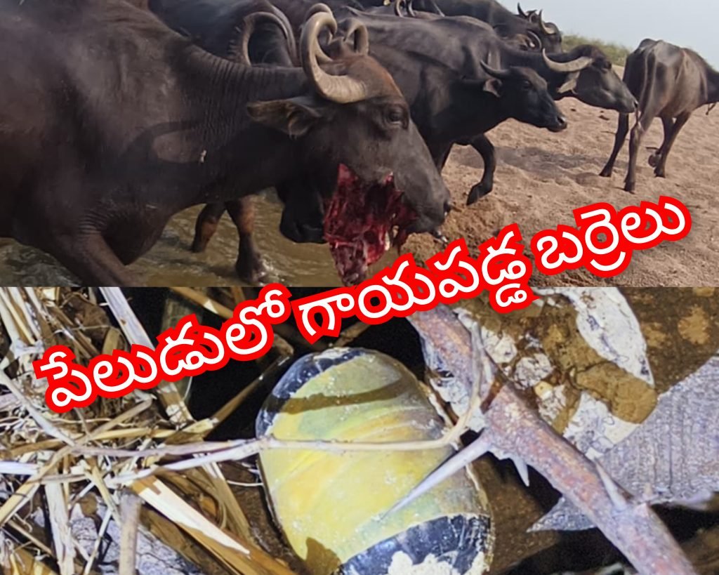 godavari river explosives :  బిగ్ బ్రేకింగ్, గోదావరి ఒడ్డున పేలుడు పదార్థాలు, మూగజీవాలకు తీవ్రగాయాలు